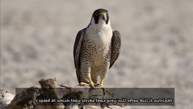 Peregrine Falcon - the king of speed! The FASTEST animal on the Earth! Falco peregrinus || смотреть онлайн