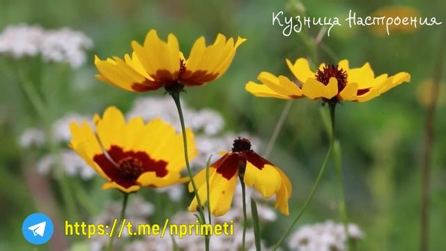 18 июня Дорофеев День. Что нельзя делать 18 июня. Народные традиции и приметы. смотреть онлайн