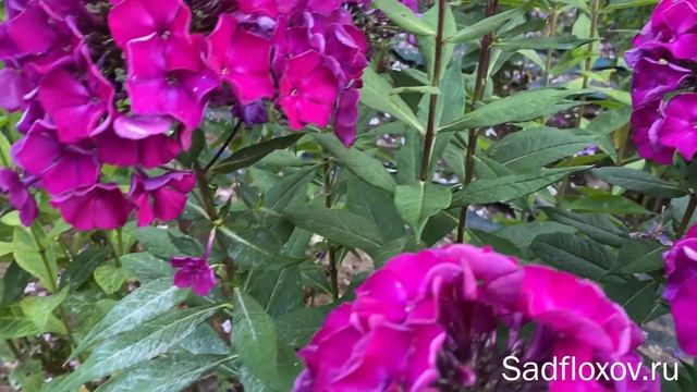 Шикарный флокс Колдун, селекции В.Я. Суриковой смотреть онлайн