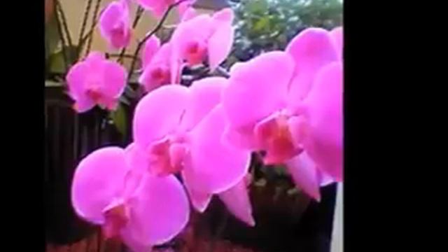 Tolnay Klári - Páger Antal Orhideák смотреть онлайн