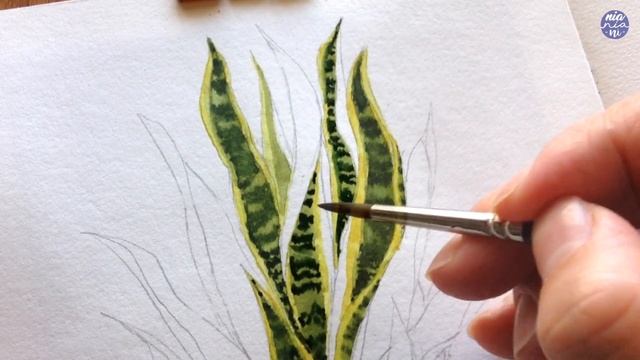 Watercolor house plants: Sansevieria Black Gold смотреть онлайн