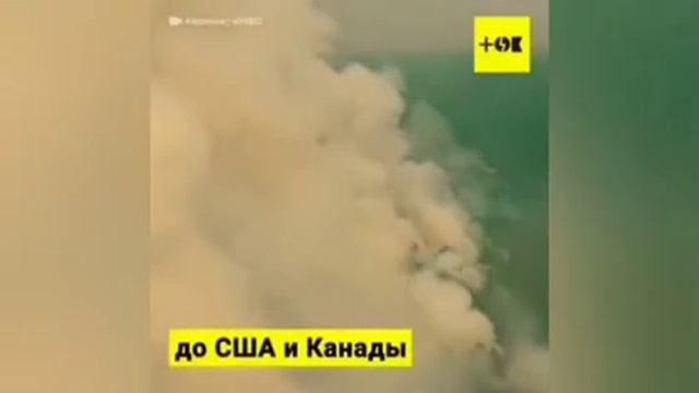 Чинуши Лесные Сибирь смотреть онлайн