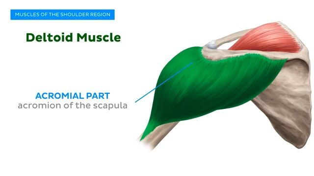 Muscles Of The Upper Arm And Shoulder Blade - Human Anatomy | Kenhub