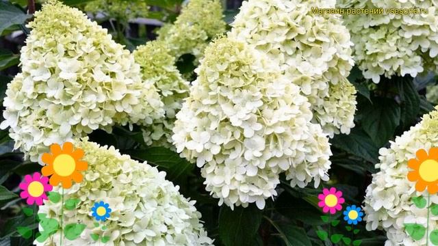 Гортензия метельчатая геркулес. Краткий обзор, описание характеристик hydrangea paniculata смотреть онлайн