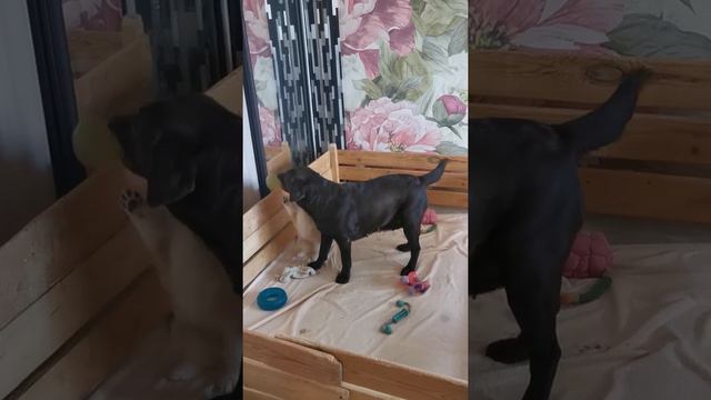 Вельш Корги ПЕМБРОК, свободные девочки, 3 месяца! смотреть онлайн