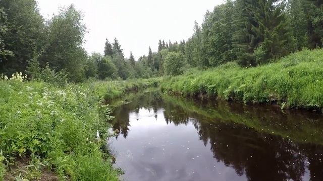 Выхожу на берег реки.Иван Чай в мой рост. Деревня Карповская. Уха! Июль 2020. смотреть онлайн