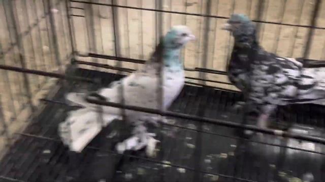 Племенные широкохвостые смотреть онлайн