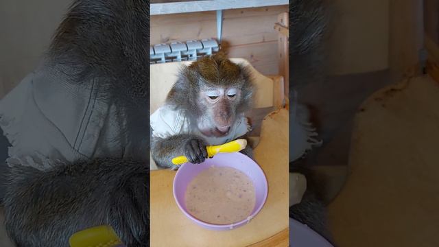 Наше меню:" болтушка фирменная"☝️😉🐒 вкусняшки в обезьяньем доме😋👍 смотреть онлайн