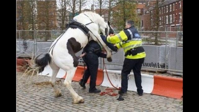 Ржач полицейских | Как разговаривать с коллекторами смотреть онлайн