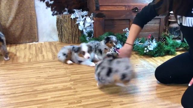 Miniature Blue Merle Male Aussie Puppy| Sweet Addiction BMM2| COLOR COUNTRY AUSSIES смотреть онлайн