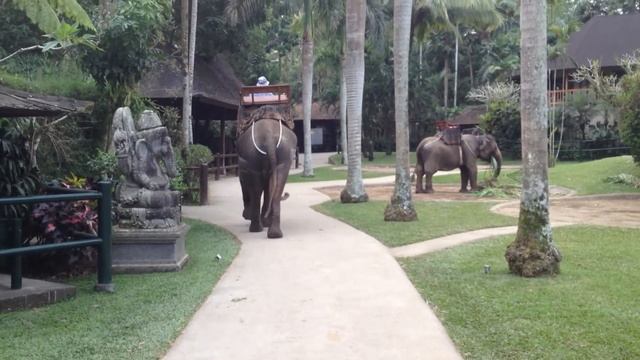 Elephants at the Elephant Safari Park, Ubud, Bali смотреть онлайн