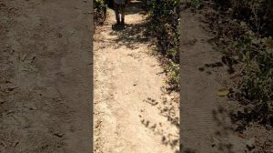 Роща и велотрасса "Красная весна",г.Новочеркасск