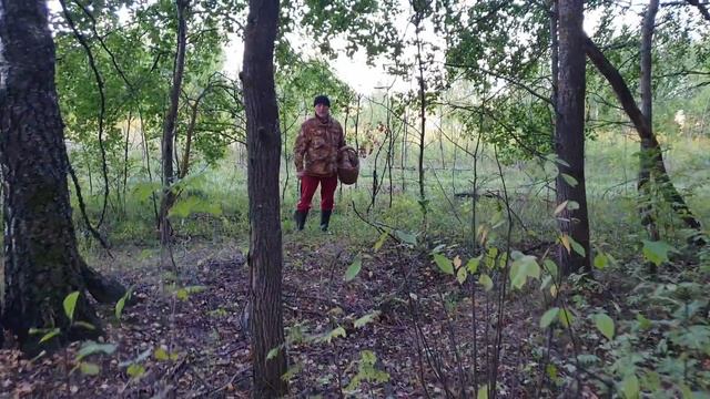 ЁКЭЛЭМЭНЭ ! ВОТ ЭТО БОРОВИКИ ! БЕЛЫЕ ГРИБЫ ПОШЛИ ! Грибы 2019 ! 4K смотреть онлайн