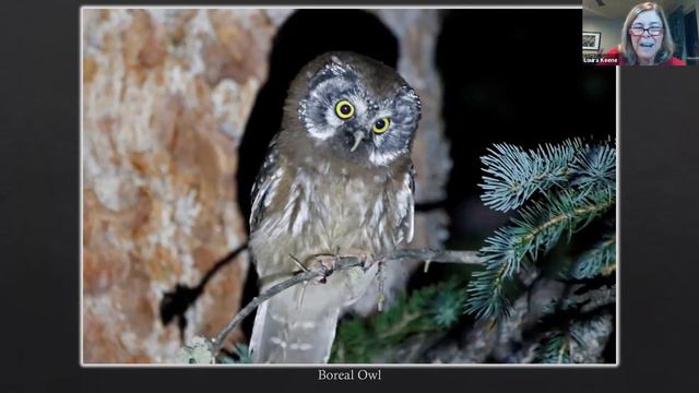 Birder's Night Wednesday November 24, 2021: Unparalleled Joy - A Photographic Big Year
