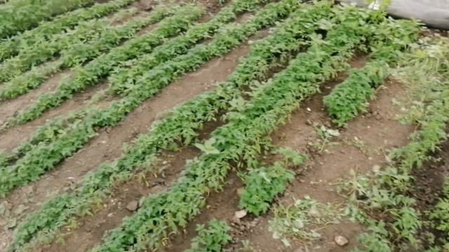 Заработок на рассаде овощей VS на размножении многолетних растений.