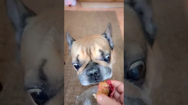 Самая вкусная еда для бульдога Марселя. смотреть онлайн