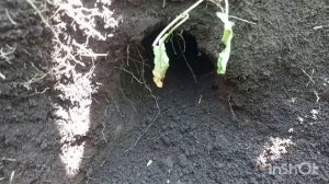 Самый надёжный способ ,ловли крота , слепыша!