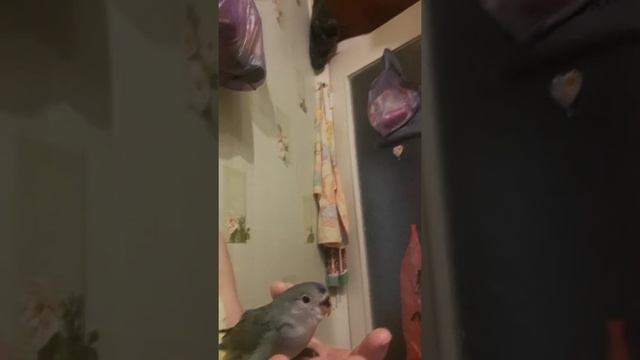 Розовощекий ручной неразлучник бирюза с синей точкой,11.09. смотреть онлайн