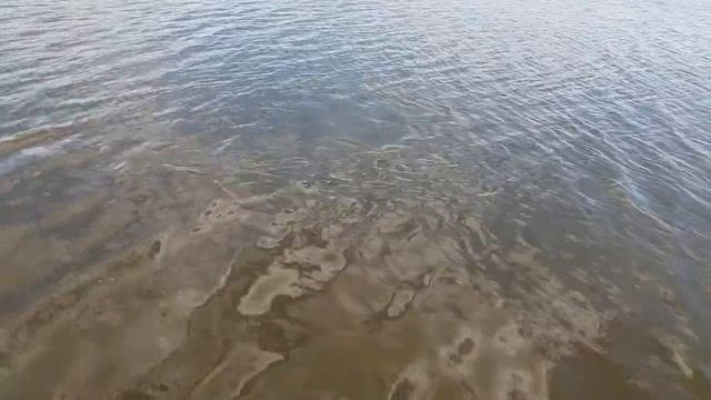 Пруд Сухой 2 Толстолоб 8 кг смотреть онлайн