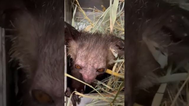 Невероятное существо с очень длинным пальцем! Мадагаскарская руконожка смотреть онлайн