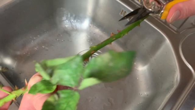 Как продлить жизнь срезанным РОЗАМ смотреть онлайн