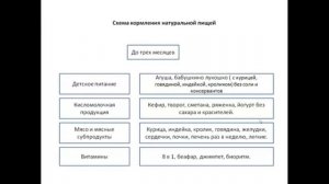 Чем кормить котенка в 2 месяца