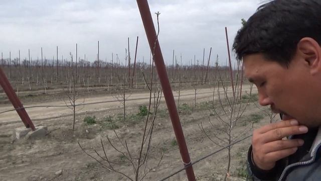 Обработка гербицидами приствольной полосы смотреть онлайн