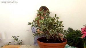 Круговое плетение фикуса Бенджамина (ч.1).