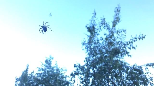 Паук вьёт паутину. смотреть онлайн