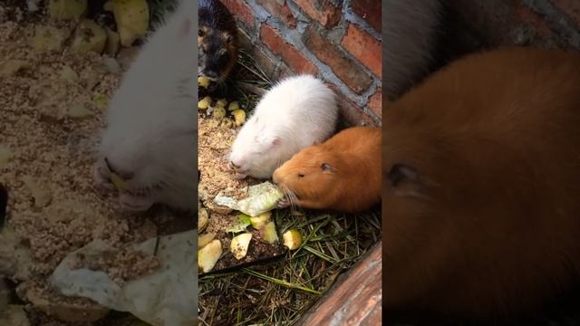 Заселяем нутрий