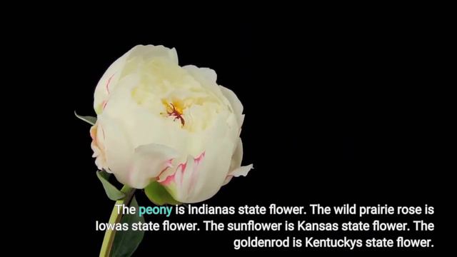 What Is Your State's Official Flower Here's A Picture Of The State Flower