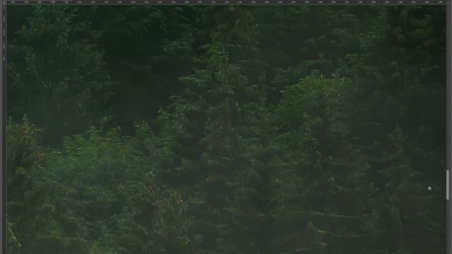 фотошпалери ліс в тумані 303х250 смотреть онлайн