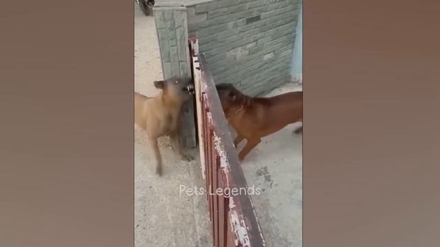 Funniest Animals 2023 ? New Funny Cats And Dogs Videos ?? Part 3