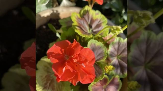 VARIEGATED PELARGONIUM (GERANIUM)