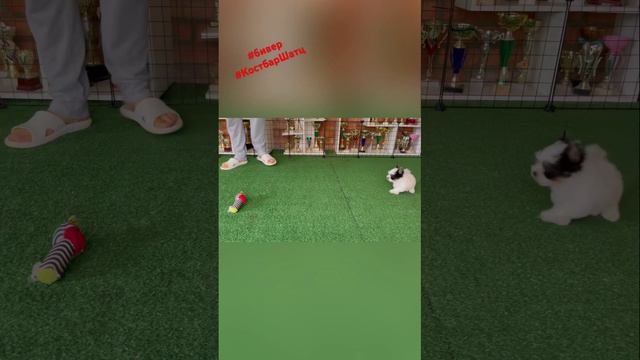 Мини мальчик Бивер 🥰 Костбар Шатц Фан-Фан 1,5 месяца #биверщенки #щенок #бивер #puppy #йорк #yorkie смотреть онлайн