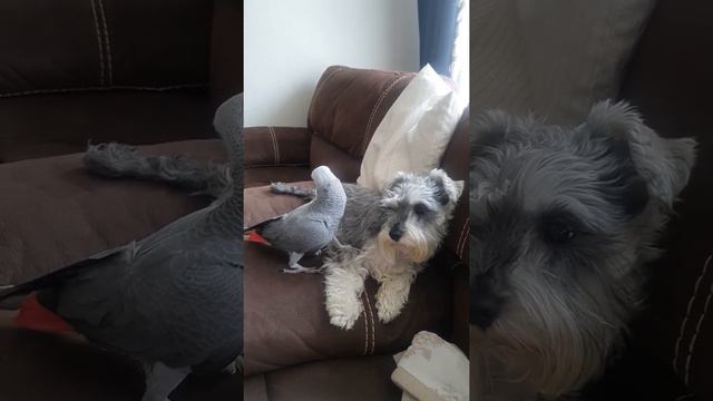 Попугай Кирюша и цвергшнауцер Даша#попугай и цвергшнауцер#freundschaft#best Friends#cute