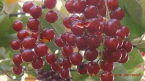 Черемуха виргинская (prunus virginiana) ? виргинская черемуха обзор: как сажать, крупномеры черемух