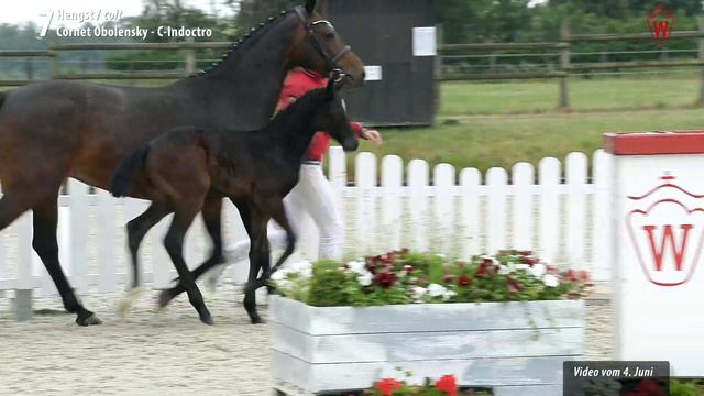 Online Auktion 2. - 6. Juli: Lot 7 Can fly Hengst v. Cornet Obolensky - C-Indoctro смотреть онлайн