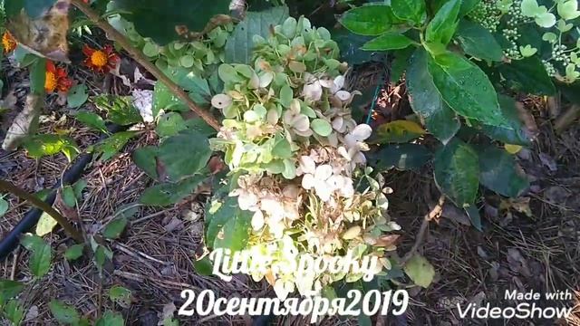20сентября2019 Карликовая Метельчатая Гортензия Little Spooky ?✌️ смотреть онлайн