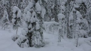 Охота на соболя.Сезон 2.Первая проверка сезона.mp4