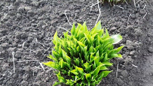 Что сейчас цветет у меня в саду.Очень люблю цветы. смотреть онлайн