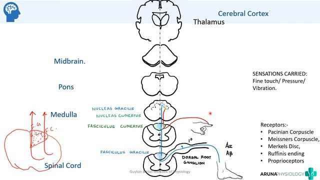 Dorsal Column- Medial Lemniscus Pathway | Neuro Physiology|  | First-year MBBS