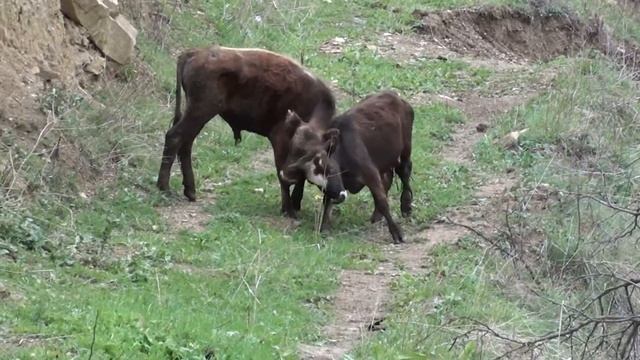 бычки бодаются Bulls Butt