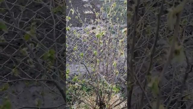 29.04.21. Південніше Житомира. Довгоносик на фундуках . смотреть онлайн