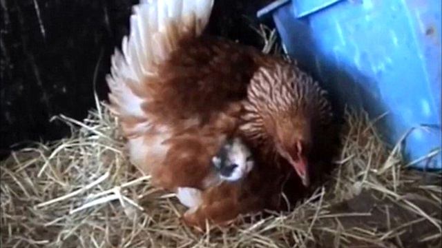 Курица Прятала Что то под Собой, Когда Фермер Ее Поднял, Он не Мог Поверить Своим Глаза смотреть онлайн