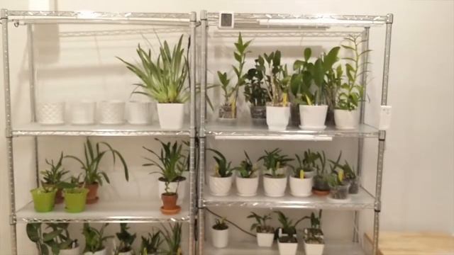 LED Grow Lights for Orchids | Orchid Hobbyist, Monios & Kihung Grow Lights - Apartment Setup Update смотреть онлайн
