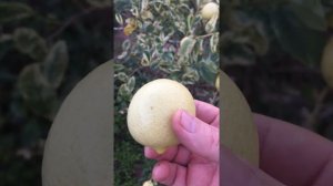 видео лайм таитянский вариегатный