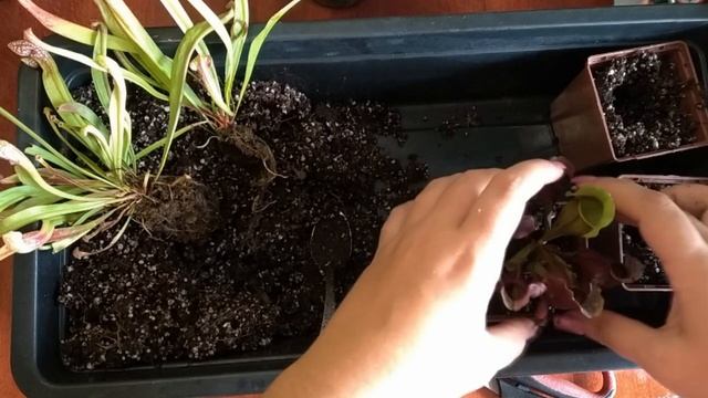 Саррацения: пересаживаем после покупки. Грунт для саррацении.