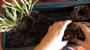 Саррацения: пересаживаем после покупки. Грунт для саррацении.