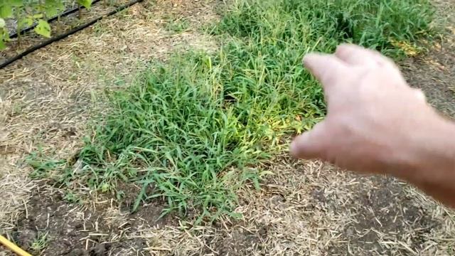 Капельный полив на моем участке. смотреть онлайн